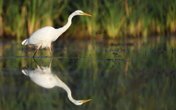 Grande Aigrette Blanche Dans Habitat Naturel — Photo