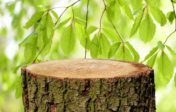 Tronco Árbol Vacío Con Fondo Natural — Foto de Stock