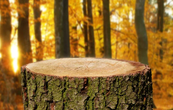 Empty Tree Trunk Natural Background — Stock Photo, Image