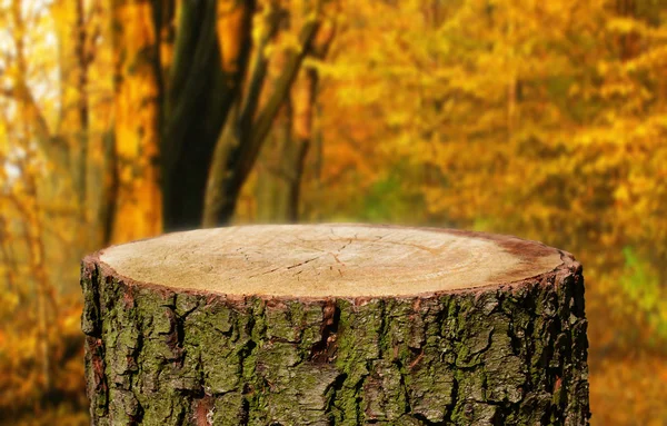 Pnia Drzewa Puste Naturalnego Tła — Zdjęcie stockowe