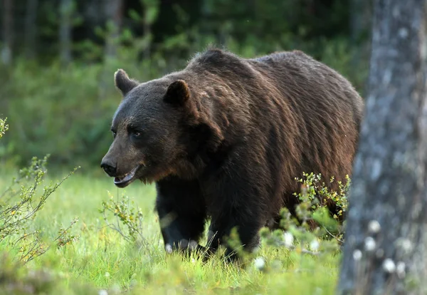 Urso Pardo Selvagem Habitat Natural — Fotografia de Stock