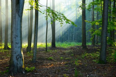 güzel sabah güneş sonbahar orman ile