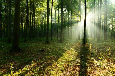 çok güzel bir sabah güneş sonbahar ormandaki