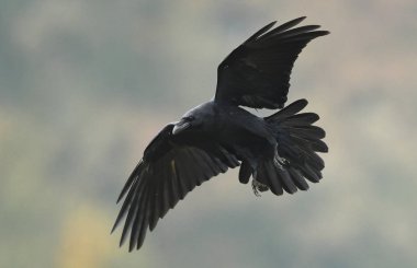 Black Common Raven, close up view clipart