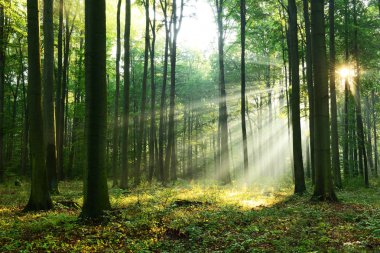 çok güzel bir sabah güneş sonbahar ormandaki