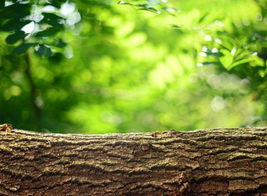 Ürün için ahşap günlük arka plan görüntülemek montages