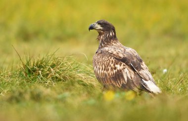 Beyaz kuyruklu kartal doğal ortamlarında