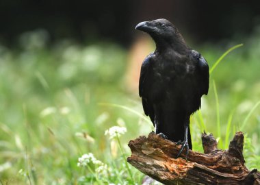 Siyah ortak Raven, görünümü kadar yakın