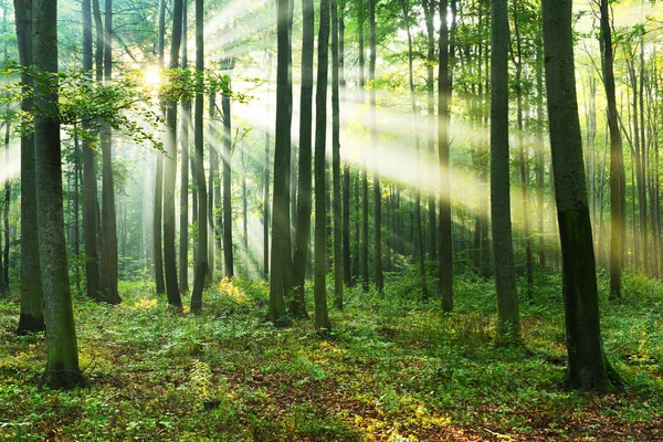 Bella Mattina Con Sole Nella Foresta Autunnale — Foto Stock