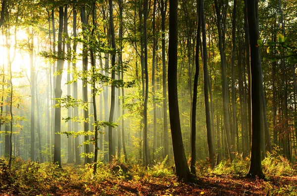 Mooie Ochtend Met Zon Herfst Bos — Stockfoto