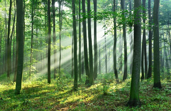 Mooie Ochtend Met Zon Herfst Bos — Stockfoto