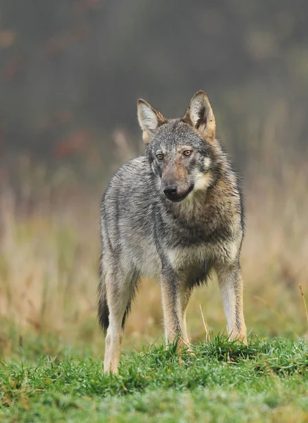 Zbliżenie Gray Wolf Naturalnym Środowisku — Zdjęcie stockowe