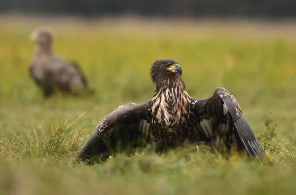 Vit Tailed Eagle Naturliga Livsmiljö — Stockfoto