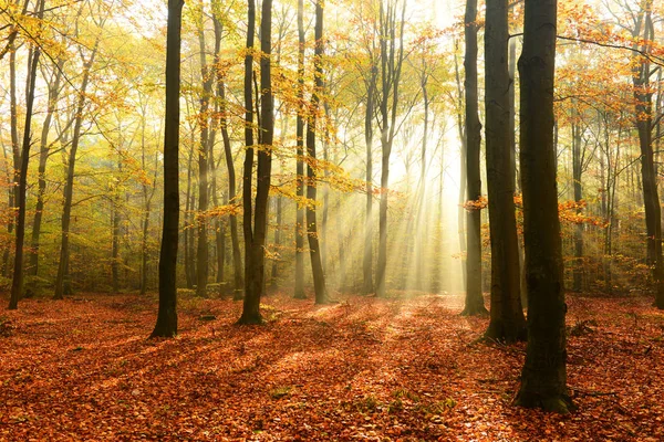 秋の森の中の太陽と美しい朝 — ストック写真