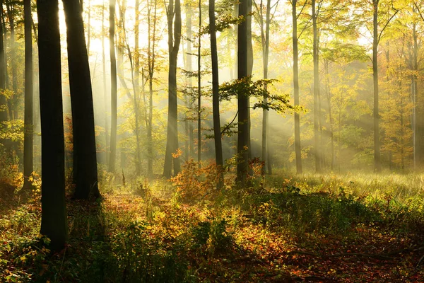 Vacker Morgon Med Solsken Höst Skog — Stockfoto