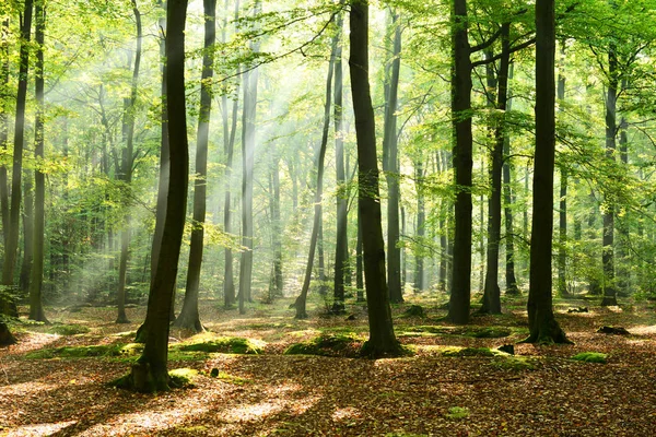 Bela Manhã Com Sol Floresta Outono — Fotografia de Stock