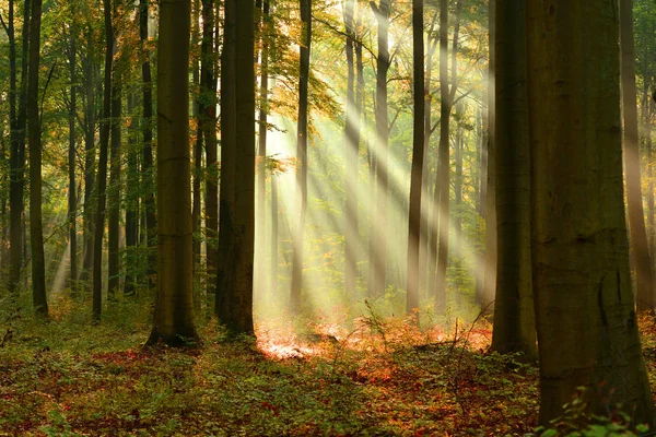 Schöne Morgensonnen Herbstlichen Wald — Stockfoto