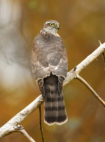 Zár Megjelöl Kilátás Euarsian Sarrowhawk Természetes Élőhely — Stock Fotó