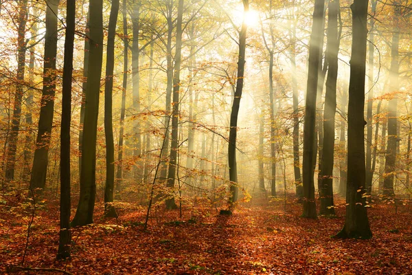 Beautiful Sunshine Autumn Forest Morning — Stock Photo, Image