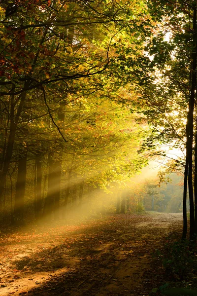 Schöner Morgen Mit Sonnenschein Herbstlichen Wald — Stockfoto