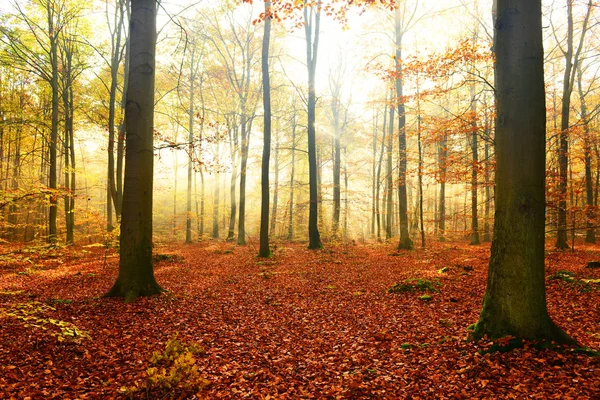 Krásné Ráno Sunshine Podzimním Lese — Stock fotografie