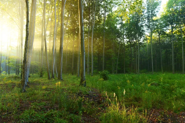 Mooie Ochtend Met Zon Herfst Bos — Stockfoto