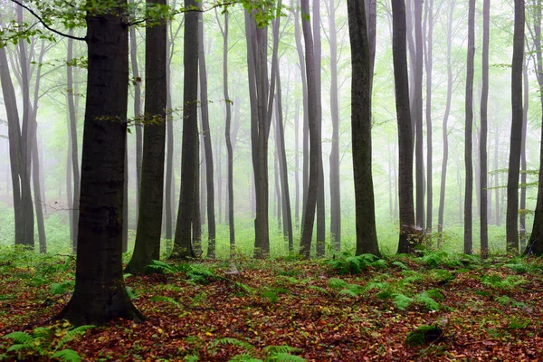 清晨美丽朦胧的秋天森林 — 图库照片