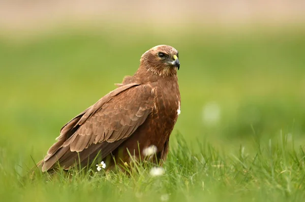 Vista Perto Pântano Harrier Cenário Primavera — Fotografia de Stock