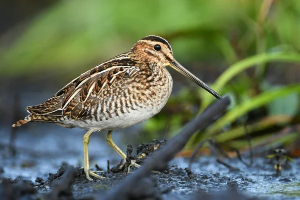 Close View Common Snipe Natural Habitat — Stock Photo, Image