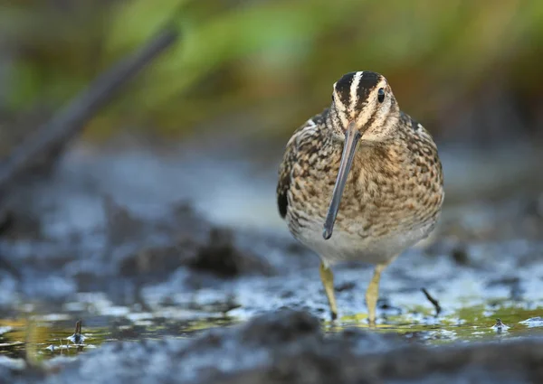 Vue Rapprochée Bécassine Commune Dans Habitat Naturel — Photo