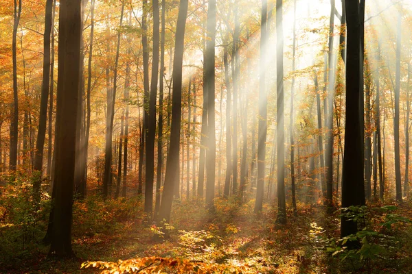 Bella Luce Del Sole Nella Foresta Autunnale Mattino — Foto Stock