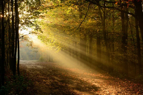 Schöner Sonnenschein Herbstwald Morgen — Stockfoto