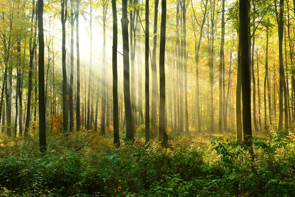 Bella Luce Del Sole Nella Foresta Autunnale Mattino — Foto Stock