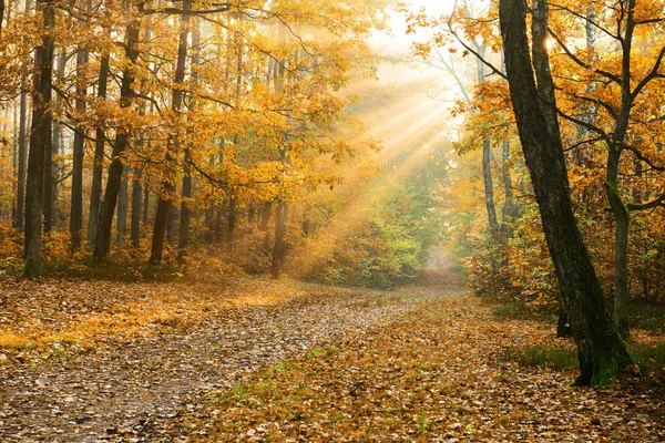秋天森林里美丽的阳光在清晨 — 图库照片