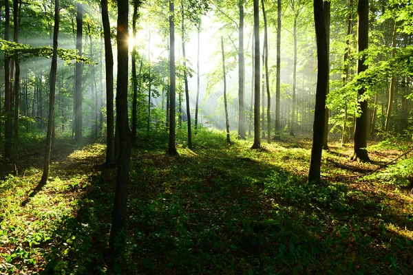 Napsütés Őszi Erdő Gyönyörű Reggel — Stock Fotó