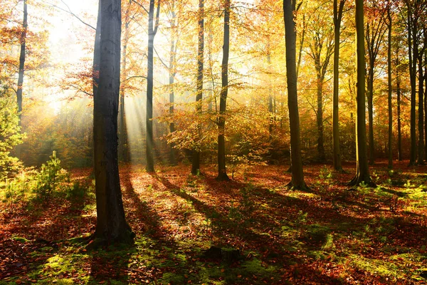 秋天森林里美丽的阳光在清晨 — 图库照片