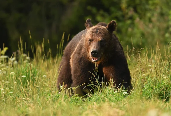 Дикий Бурый Медведь Естественной Среде Обитания — стоковое фото