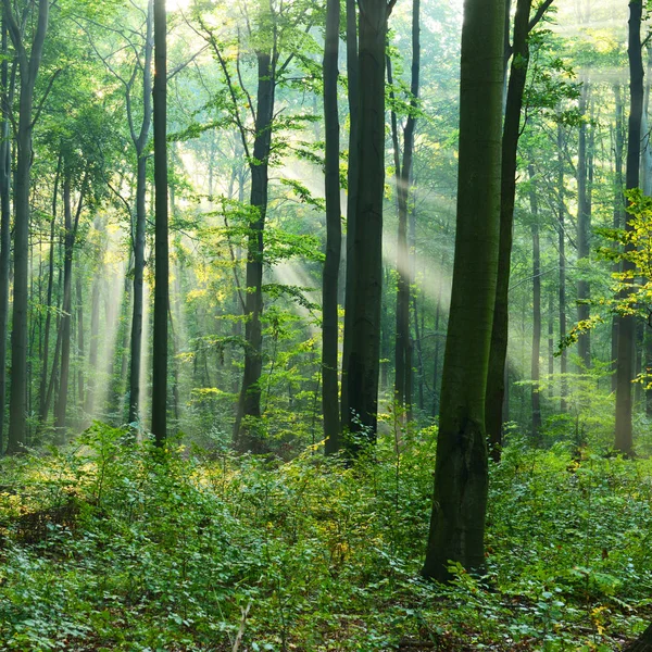 Napsütés Őszi Erdő Gyönyörű Reggel — Stock Fotó