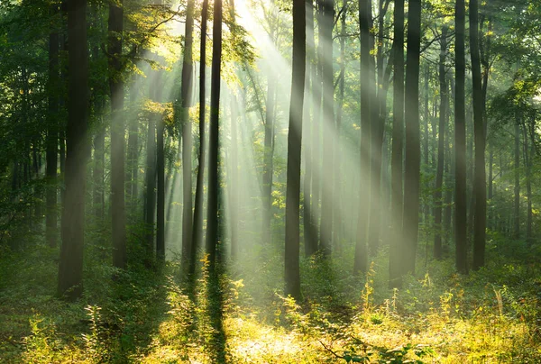 Красивое Утро Солнечным Светом Осеннем Лесу — стоковое фото