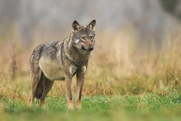 Nahaufnahme Von Grauwolf Natürlichem Lebensraum — Stockfoto