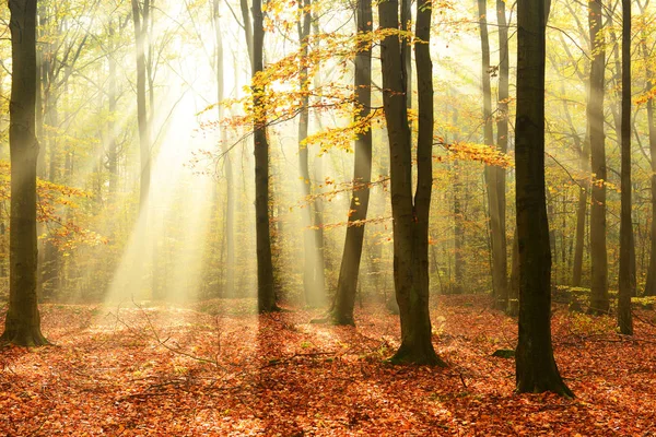 Hermoso Sol Bosque Otoño Por Mañana — Foto de Stock