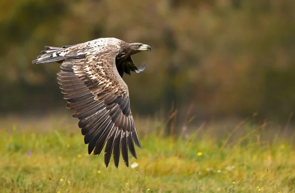 White Tailed Eagle Natuurlijke Habitat — Stockfoto