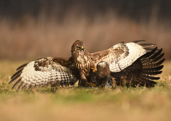 Fighting Ormvråk Naturliga Livsmiljö — Stockfoto