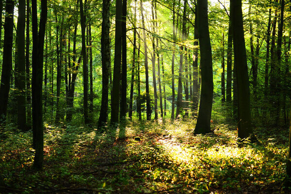 красивое утро с солнечным светом в осеннем лесу
