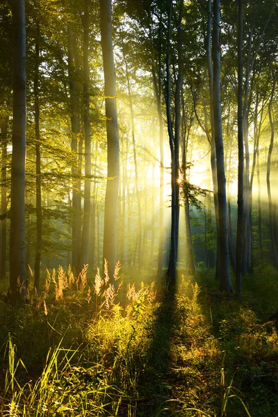 Mooie Ochtend Zonnestralen Herfst Bos — Stockfoto