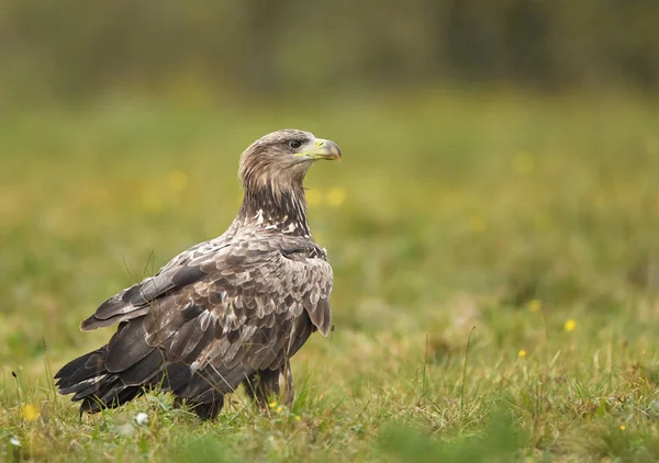 Seeadler Natürlichem Lebensraum — Stockfoto