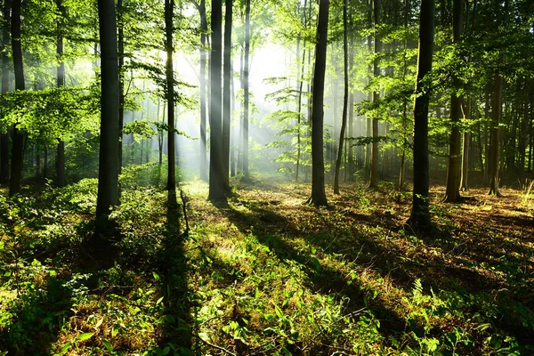 Красивий Ранок Сонячним Світлом Осінньому Лісі — стокове фото