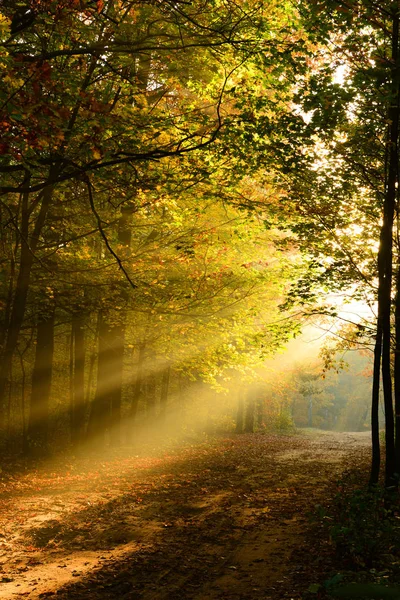 Beautiful Morning Sunshine Autumn Forest Royalty Free Stock Images
