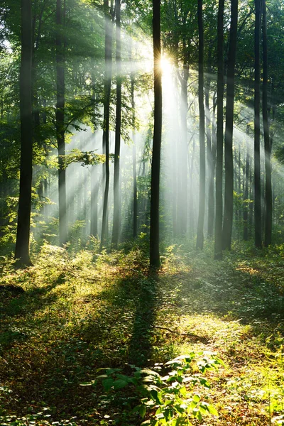 Schöner Morgen Mit Sonnenschein Herbstlichen Wald lizenzfreie Stockfotos