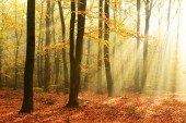 Картина, постер, плакат, фотообои "beautiful morning with sunshine in autumn forest", артикул 216691222